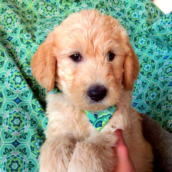 Toffee